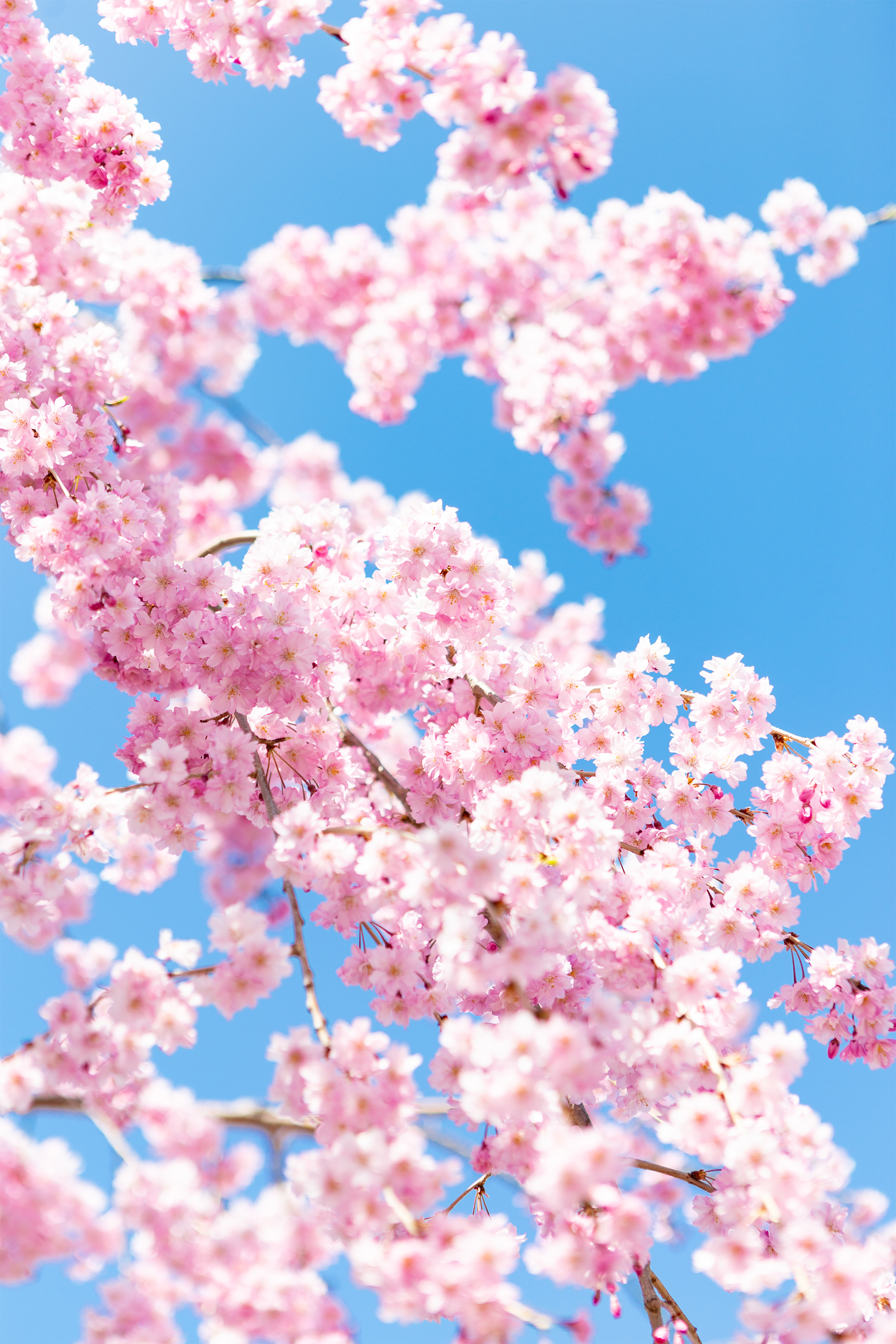紅しだれ桜06 無料の高画質フリー写真素材 イメージズラボ