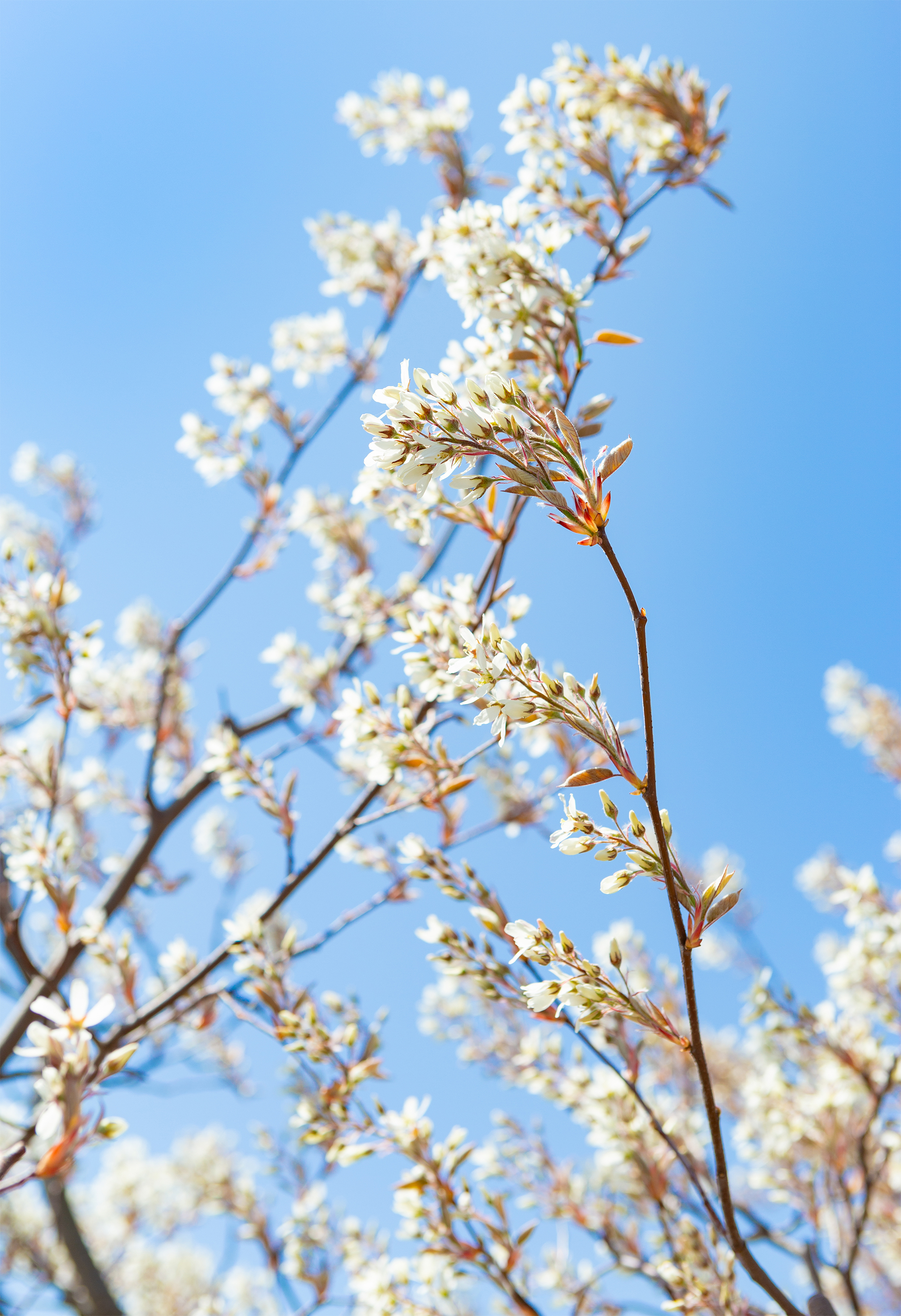 ジューンベリーの花 無料の高画質フリー写真素材 イメージズラボ