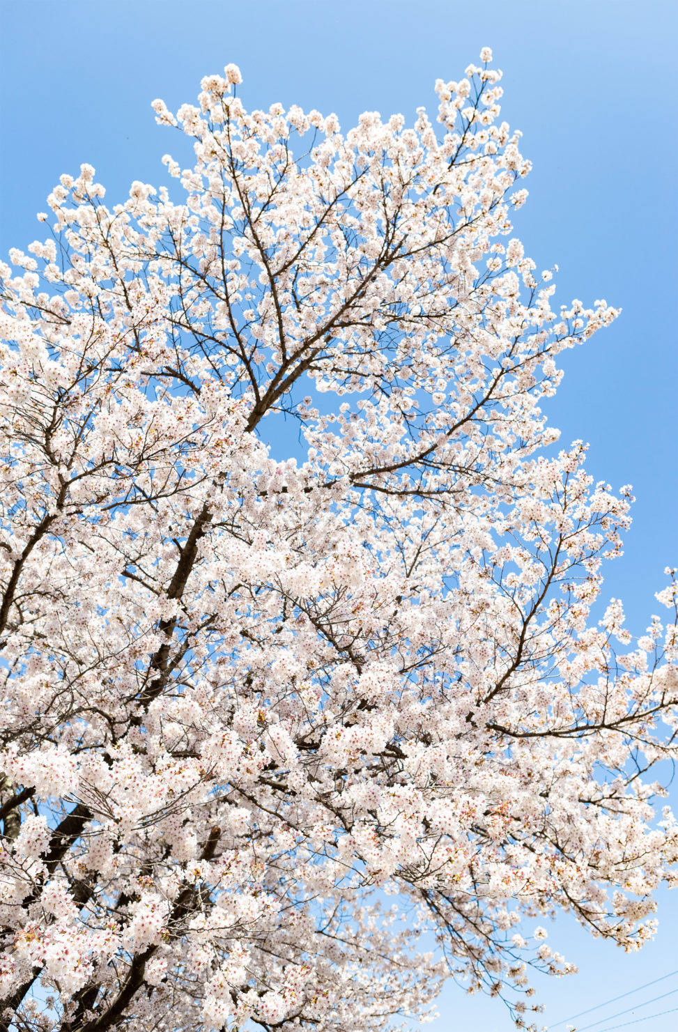 満開のソメイヨシノ（桜）の写真素材