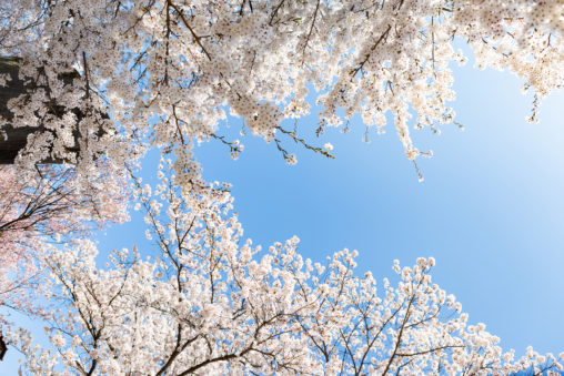 満開のソメイヨシノ（桜）と青空の写真素材