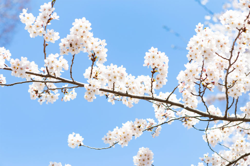 ソメイヨシノ（桜）の写真素材