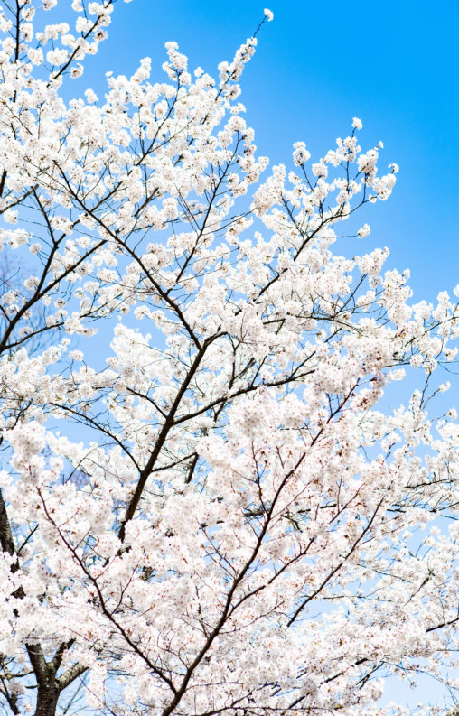 満開のソメイヨシノ（桜）03の写真素材