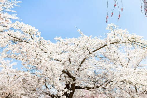 満開のソメイヨシノ（桜）04の写真素材