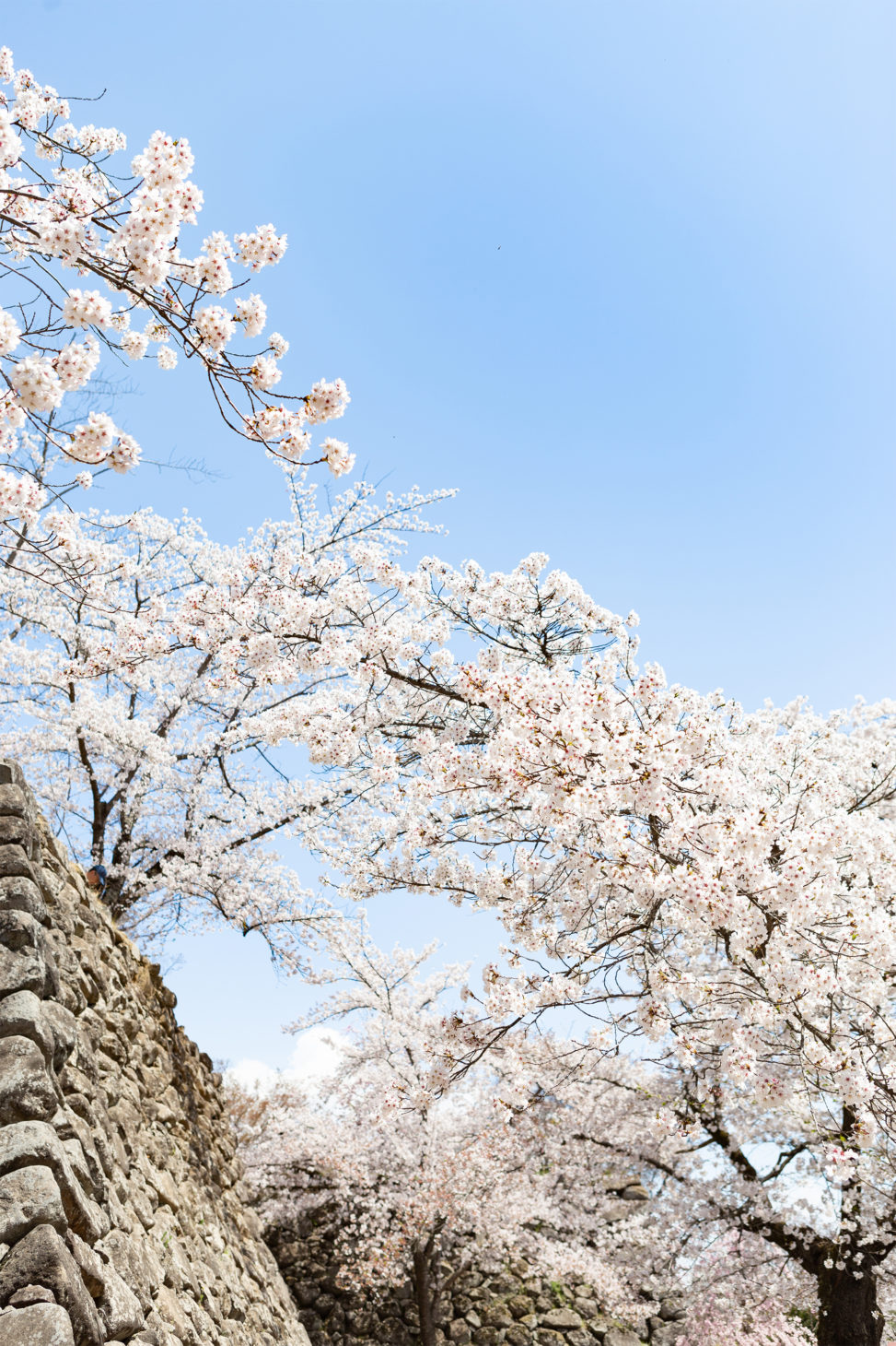 石垣とソメイヨシノ（桜）の写真素材