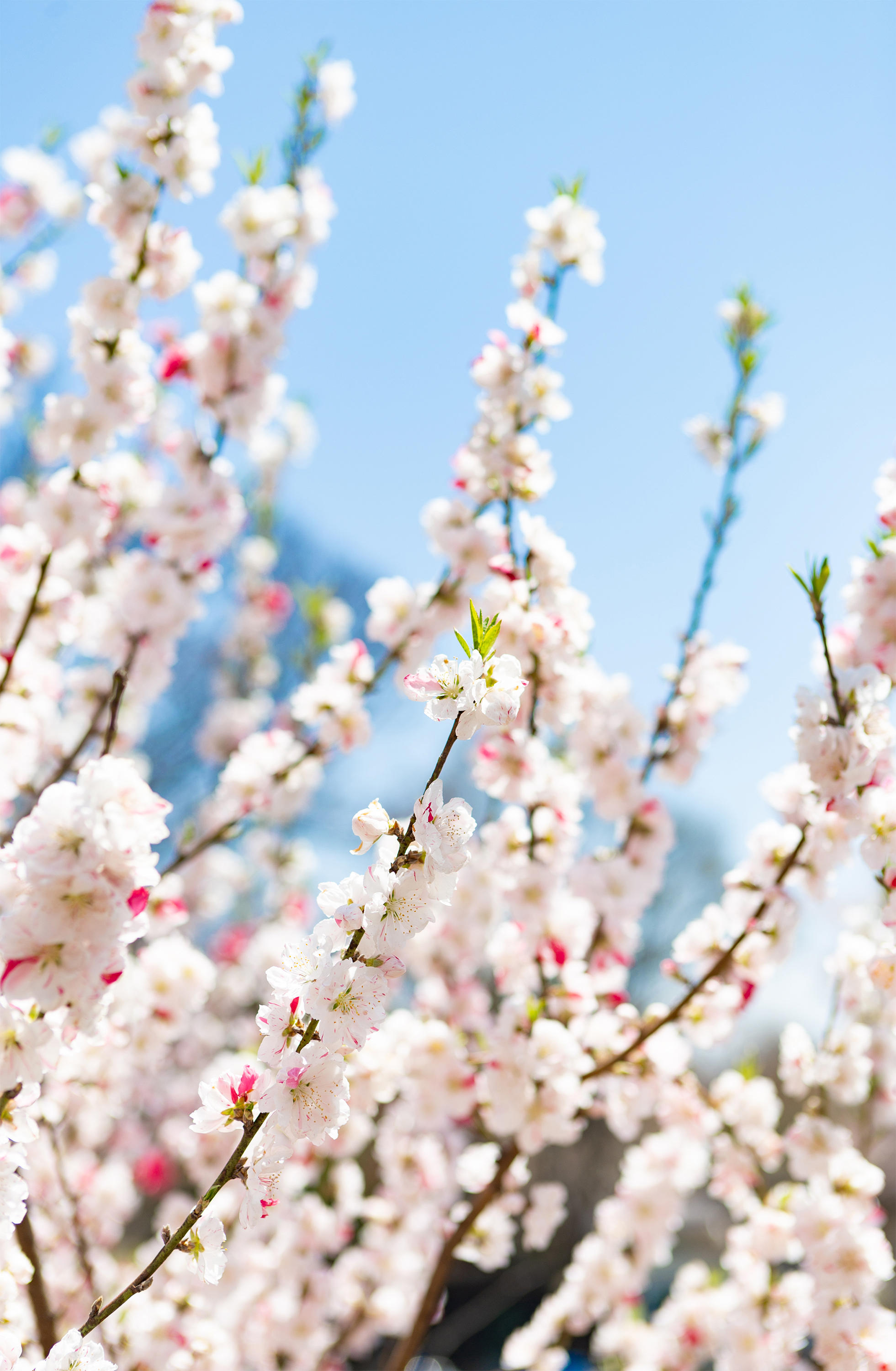 花桃 ハナモモ 無料の高画質フリー写真素材 イメージズラボ