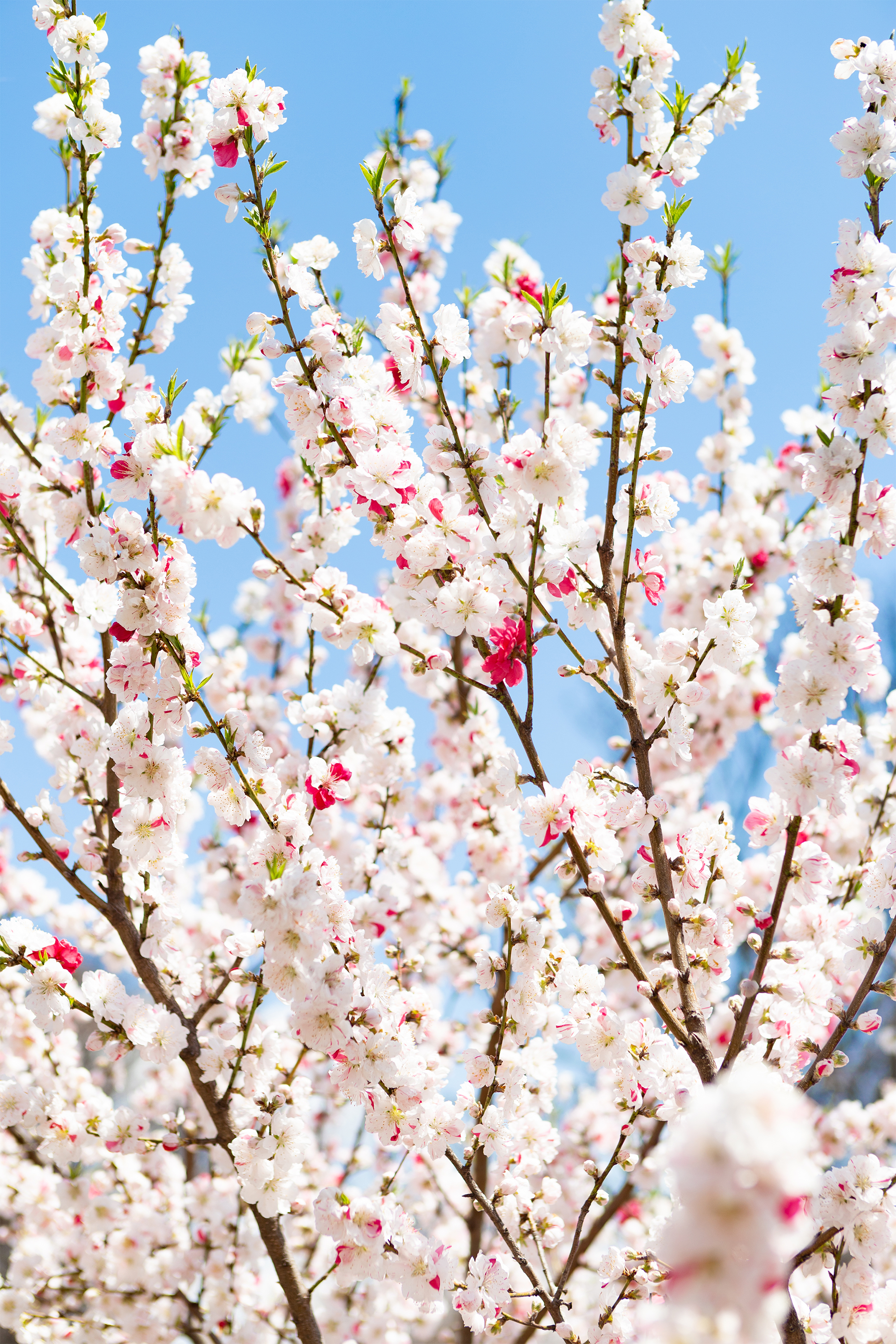 花桃 ハナモモ 03 無料の高画質フリー写真素材 イメージズラボ