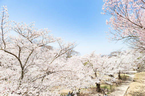 満開の桜（さくら）と青空02の写真素材
