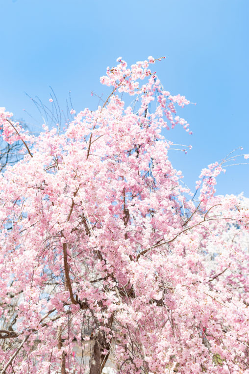 八重紅しだれ桜の写真素材