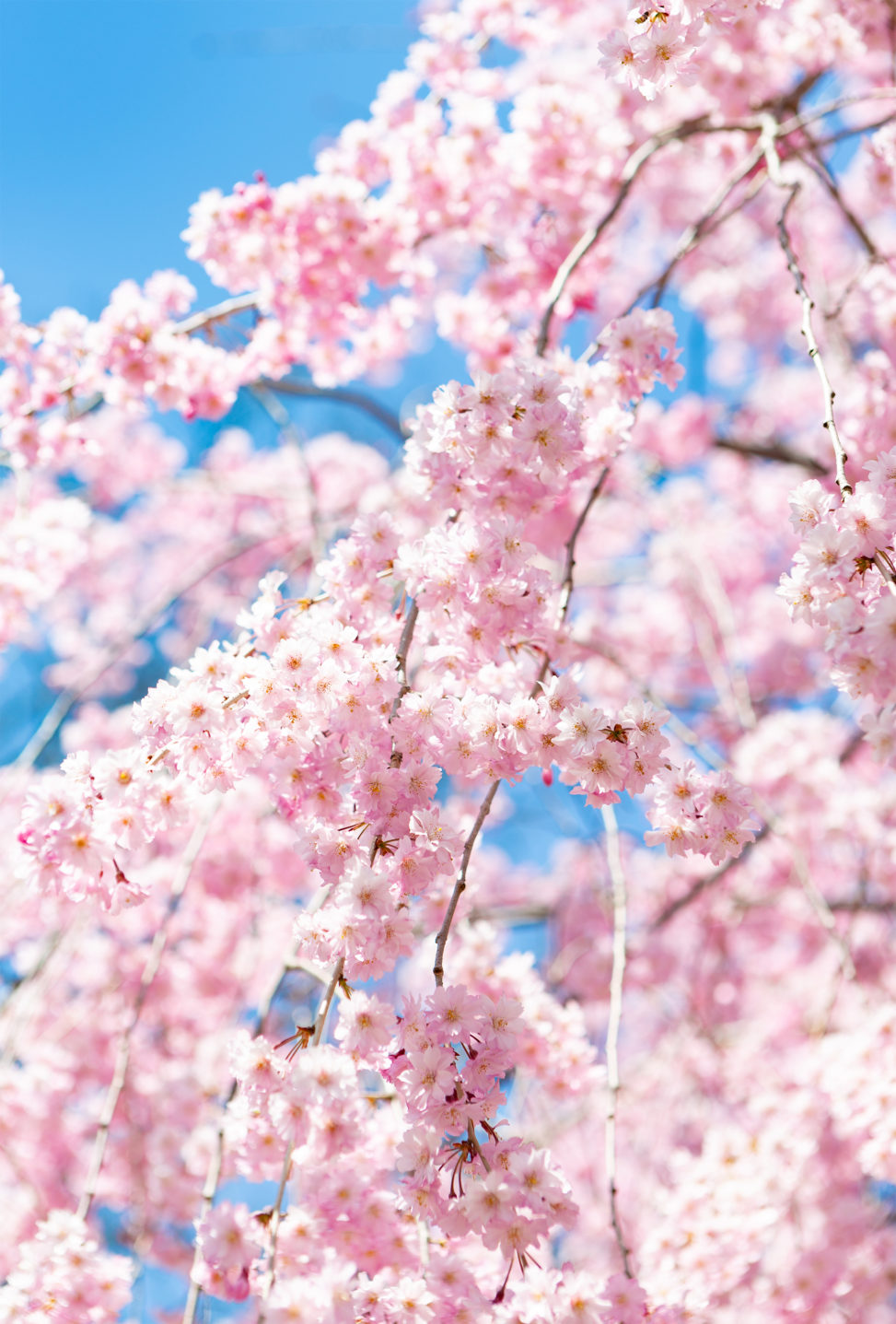 八重紅しだれ桜02の写真素材