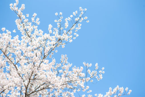 満開の桜（さくら）と青空03の写真素材