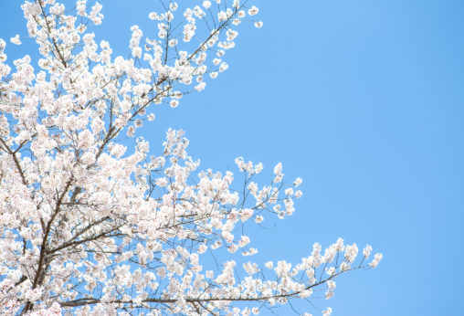 満開の桜（さくら）と青空04の写真素材