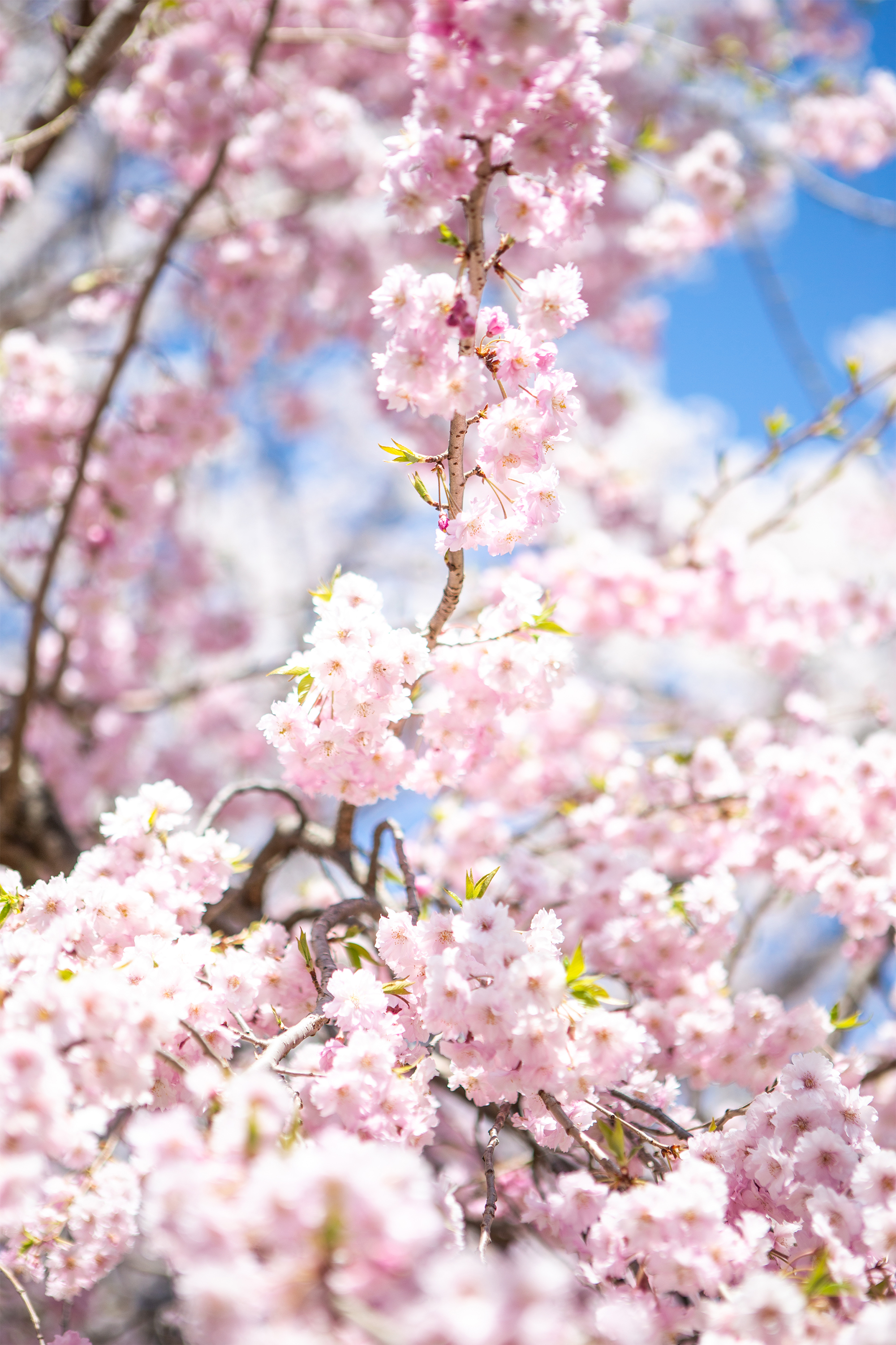 満開の八重紅しだれ桜 さくら 無料の高画質フリー写真素材 イメージズラボ