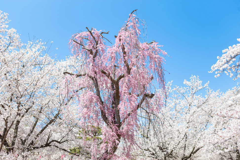 満開のしだれ桜（さくら）とソメイヨシノの写真素材