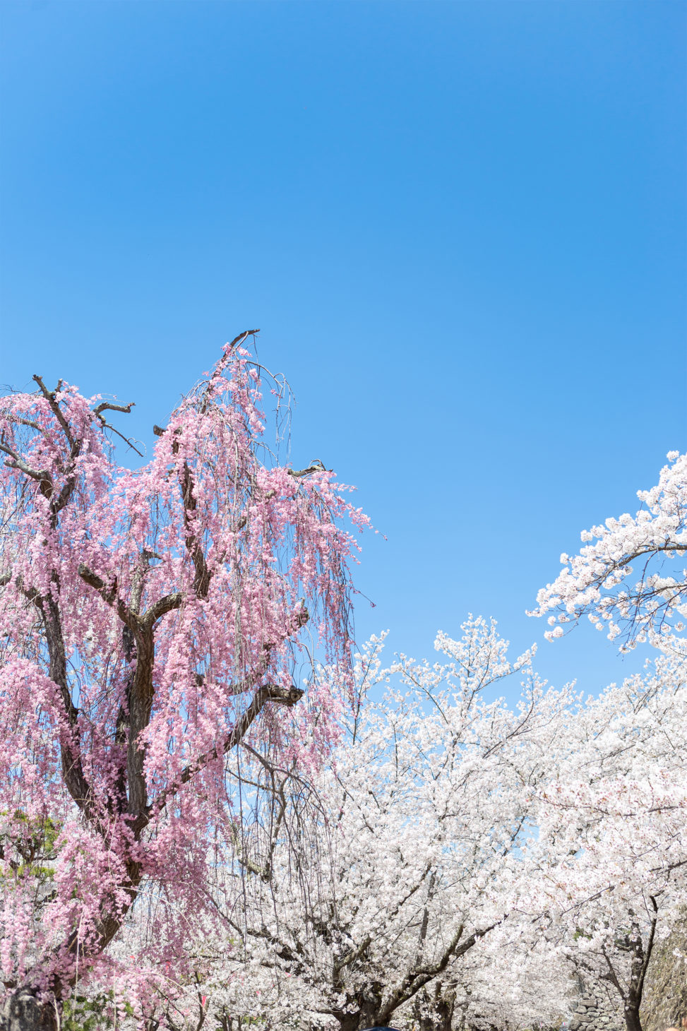 満開のしだれ桜（さくら）とソメイヨシノ02の写真素材