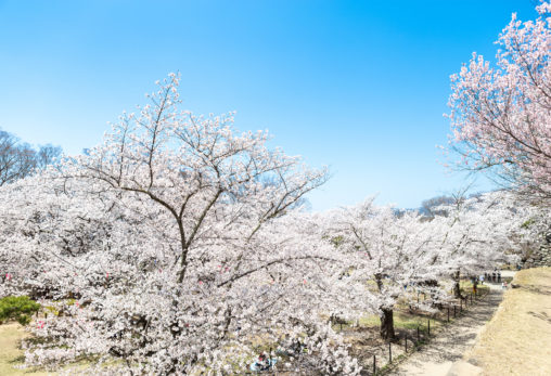 お花見・満開の桜（さくら）の写真素材