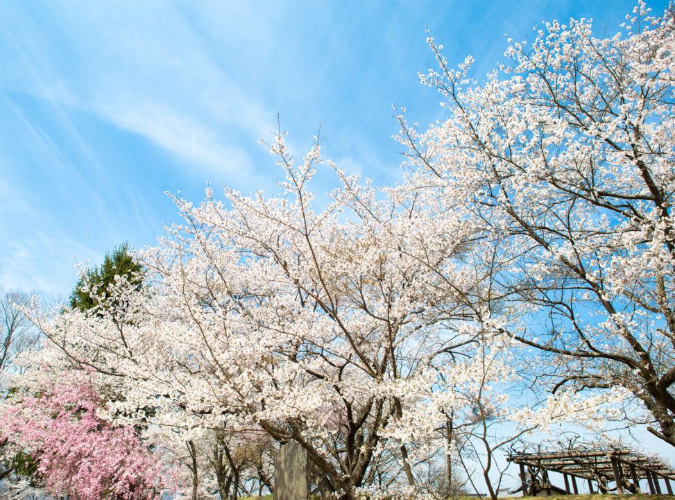 お花見・満開の桜（さくら）02の写真素材