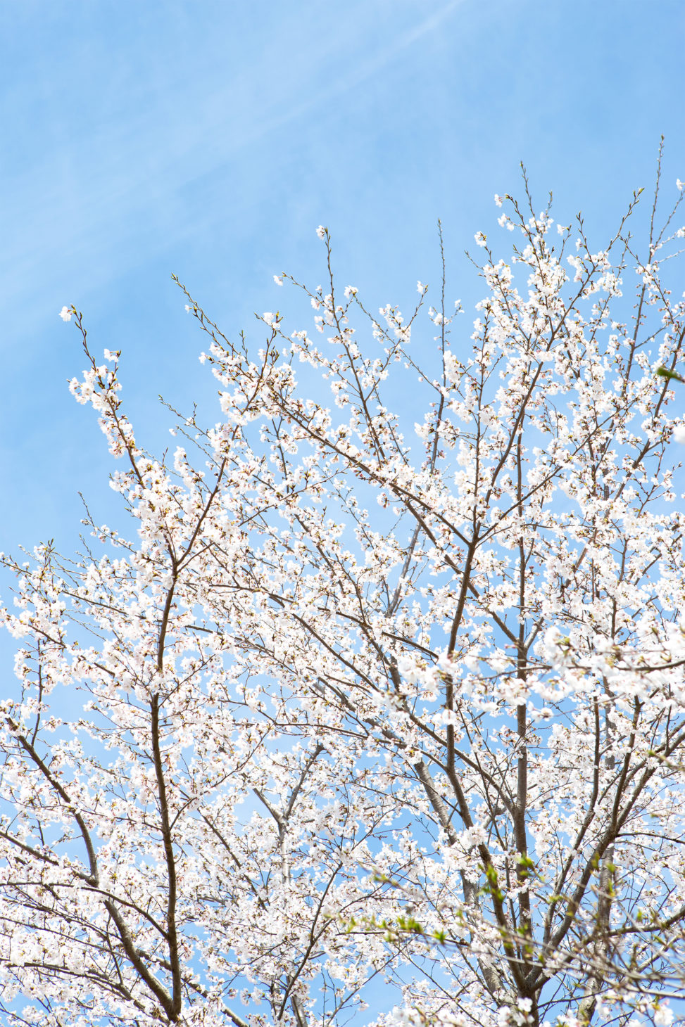 お花見・満開の桜（さくら）02の写真素材