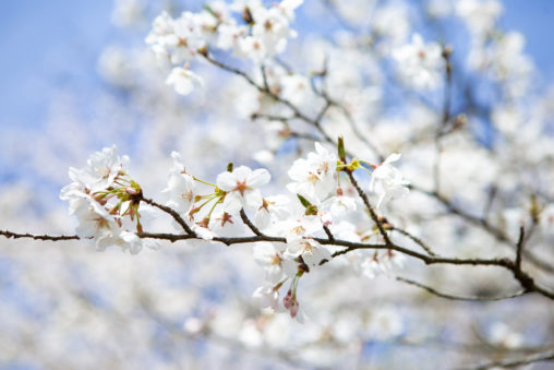 桜（さくら）の花びらの写真素材