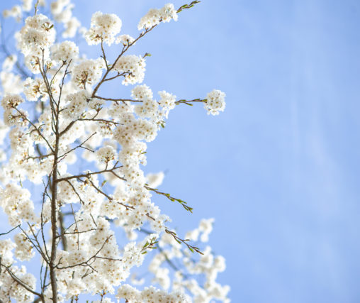 お花見・満開の桜（さくら）03の写真素材