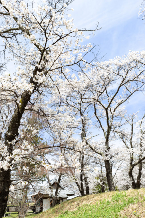 お花見・満開の桜（さくら）04の写真素材