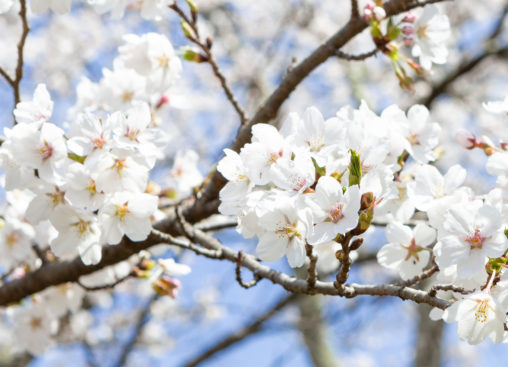 桜（さくら）の花びら02の写真素材