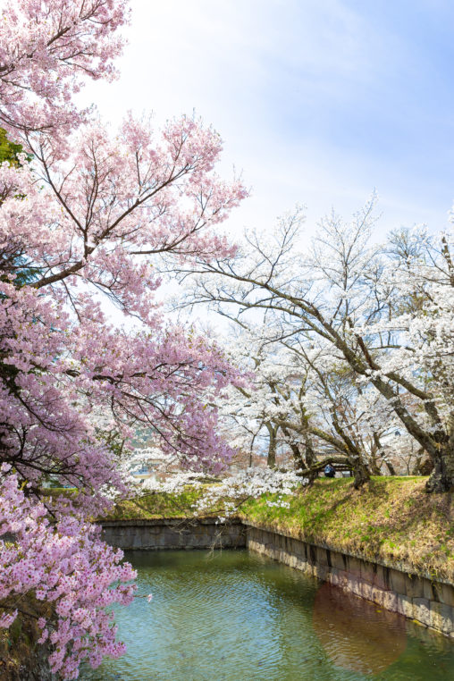 お花見・満開の桜（さくら）05の写真素材