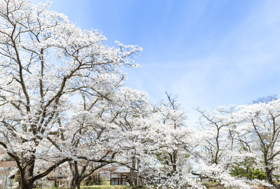 お花見・満開の桜（さくら）06の写真素材