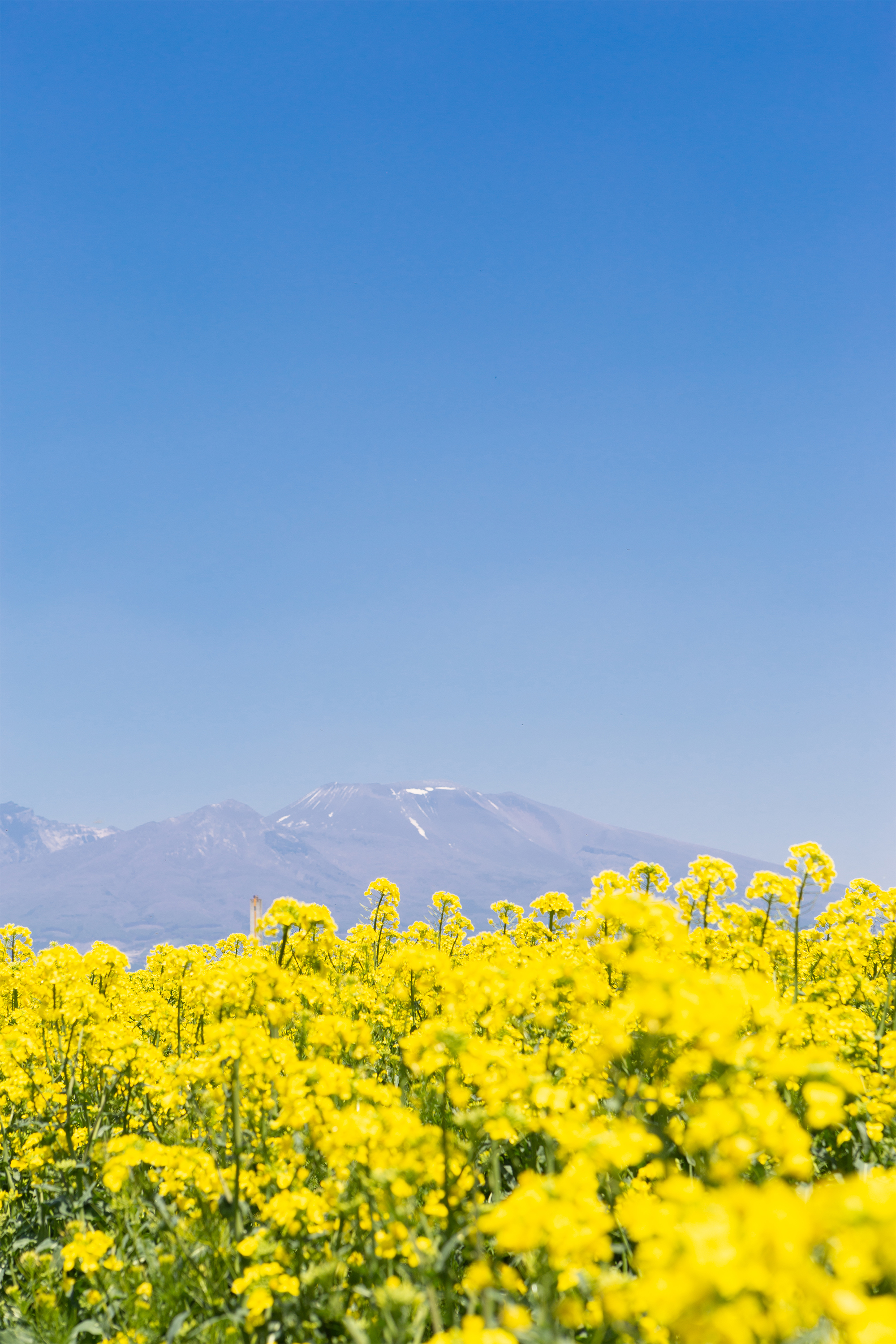 菜の花畑と浅間山 無料の高画質フリー写真素材 イメージズラボ