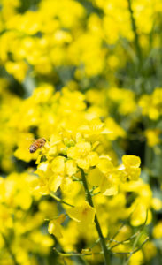 菜の花と蜂の写真素材