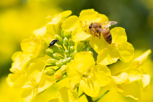 菜の花と虫と蜂の写真素材