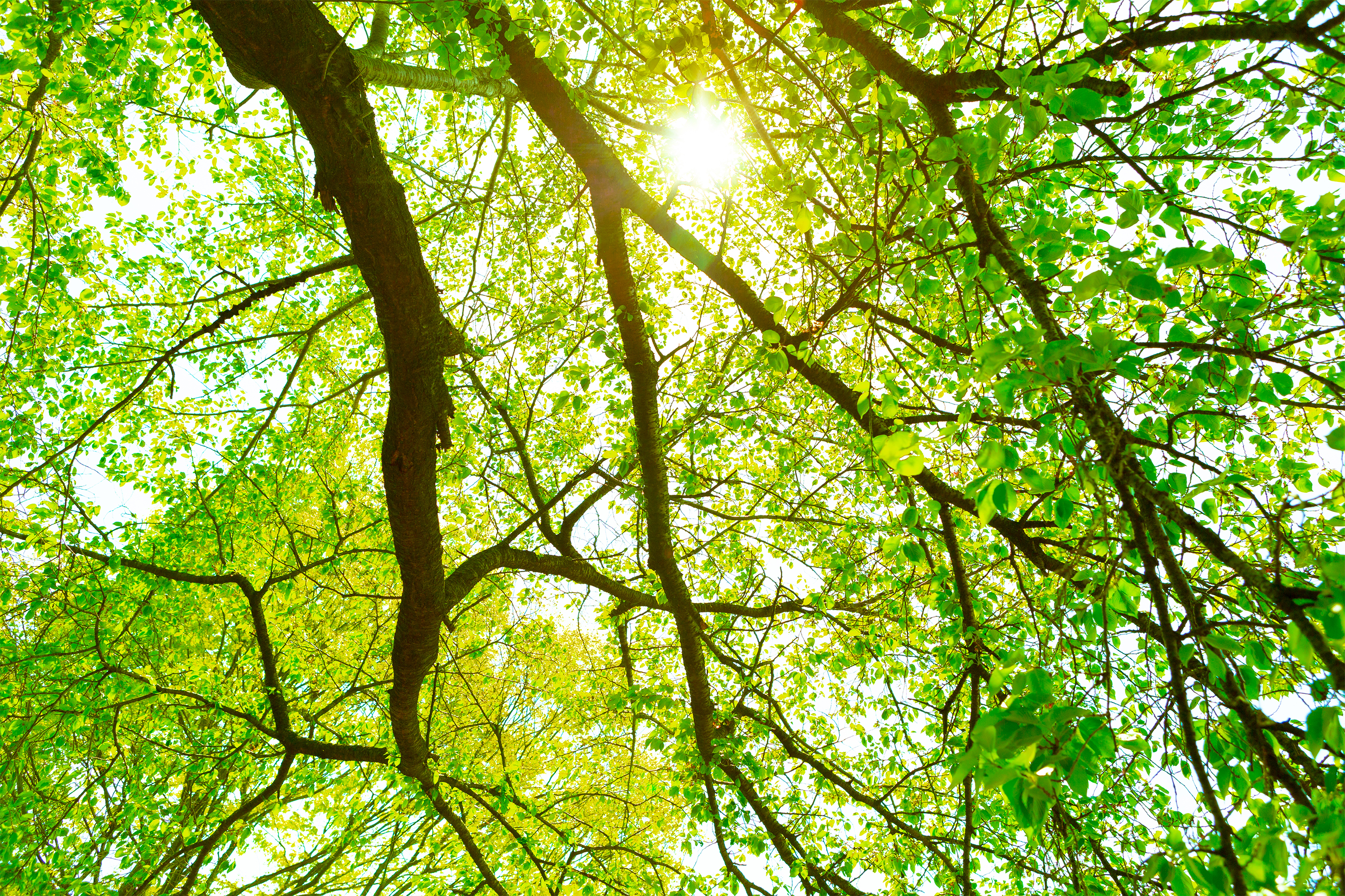 新緑と木漏れ日 無料の高画質フリー写真素材 イメージズラボ