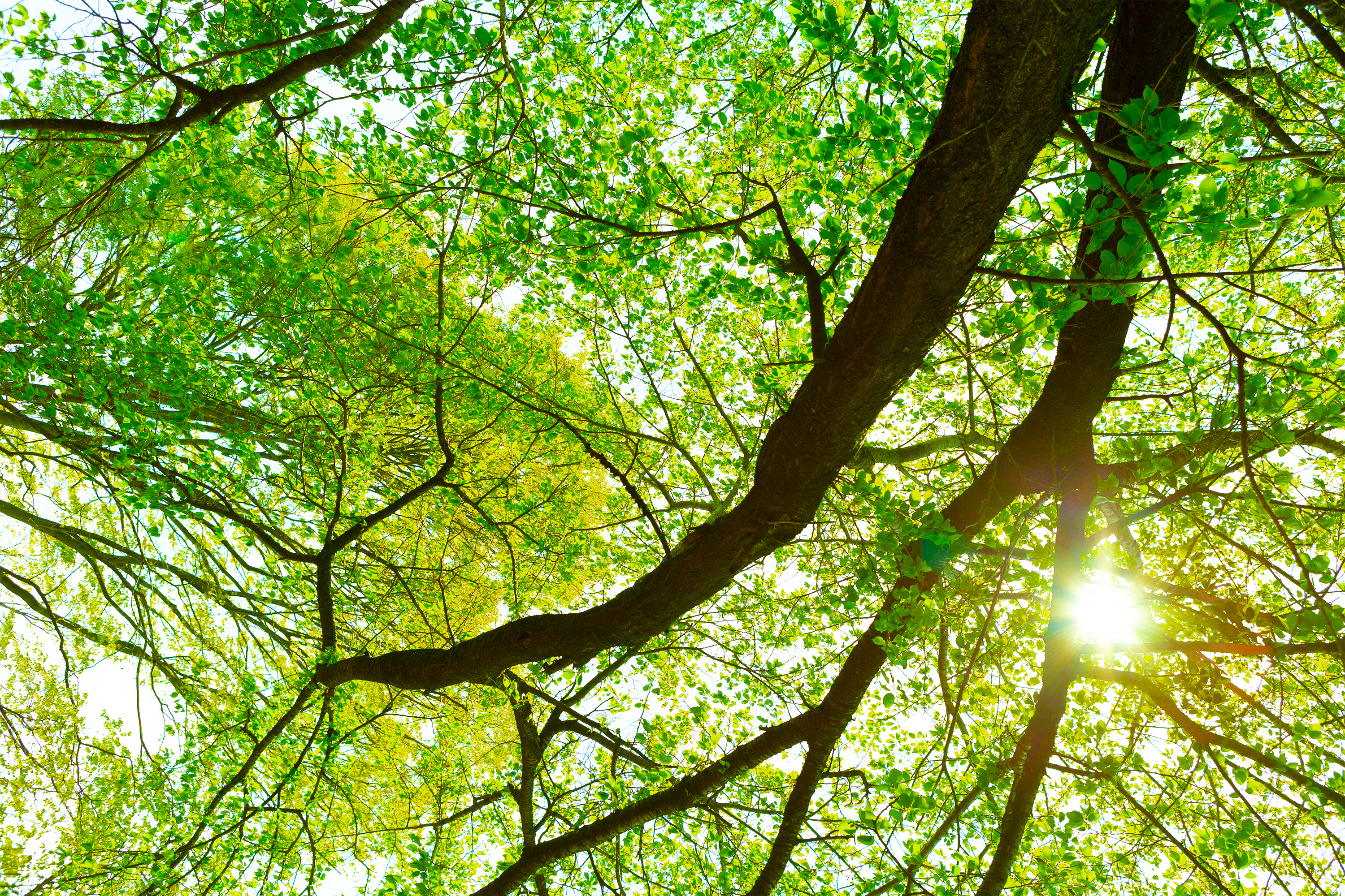 新緑と木漏れ日02 無料の高画質フリー写真素材 イメージズラボ