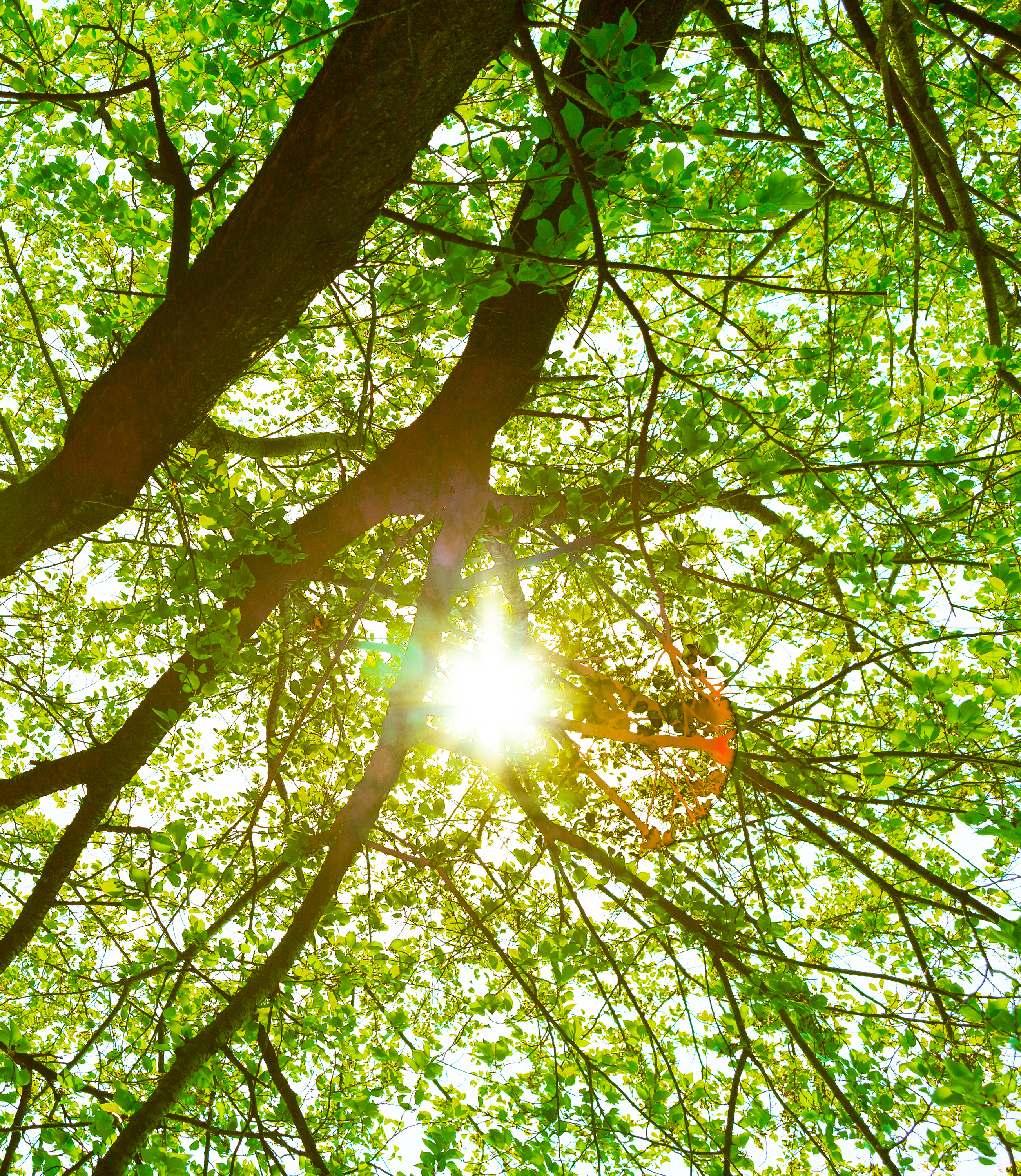 新緑と木漏れ日03 無料の高画質フリー写真素材 イメージズラボ