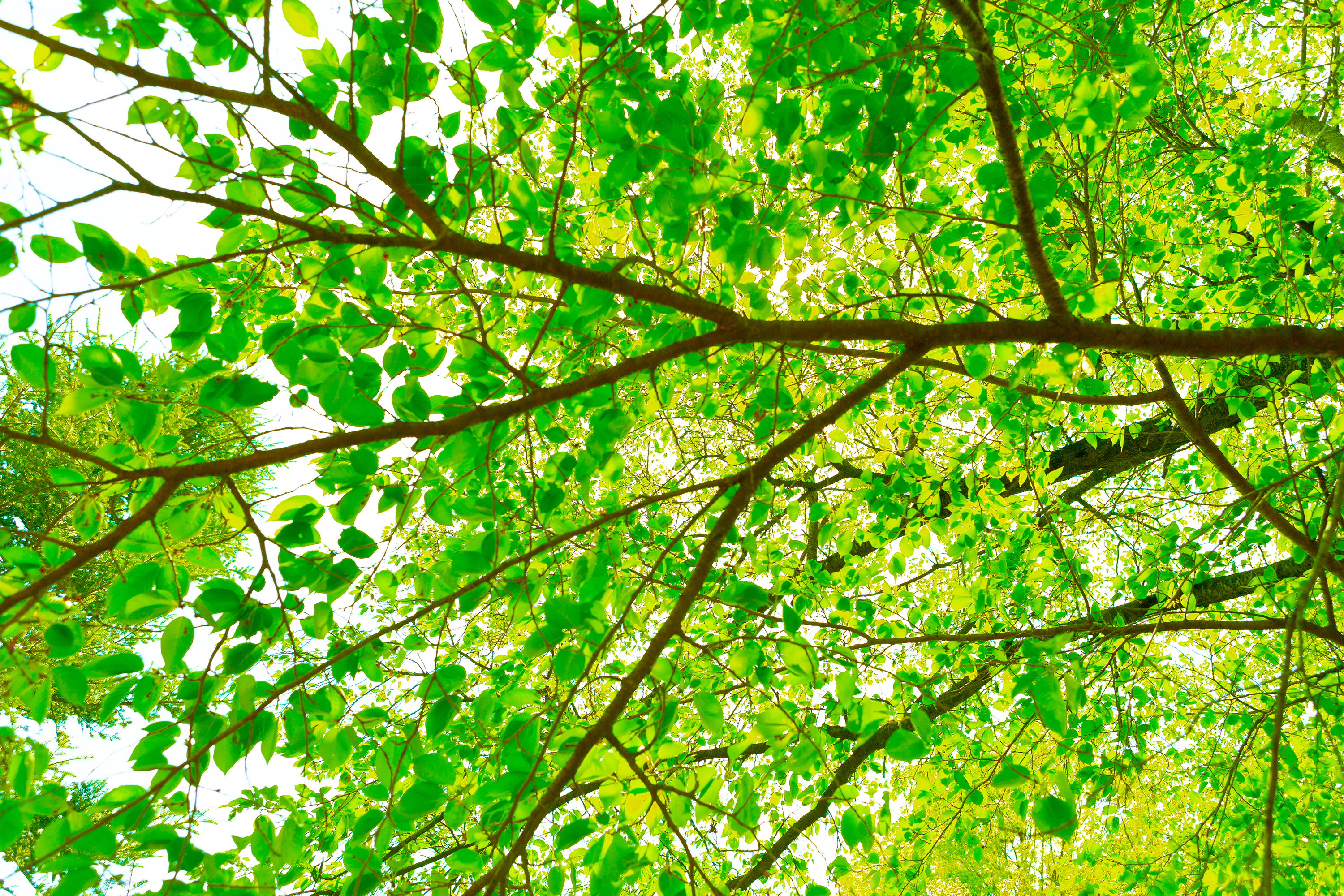 新緑の森林の木漏れ日 無料の高画質フリー写真素材 イメージズラボ
