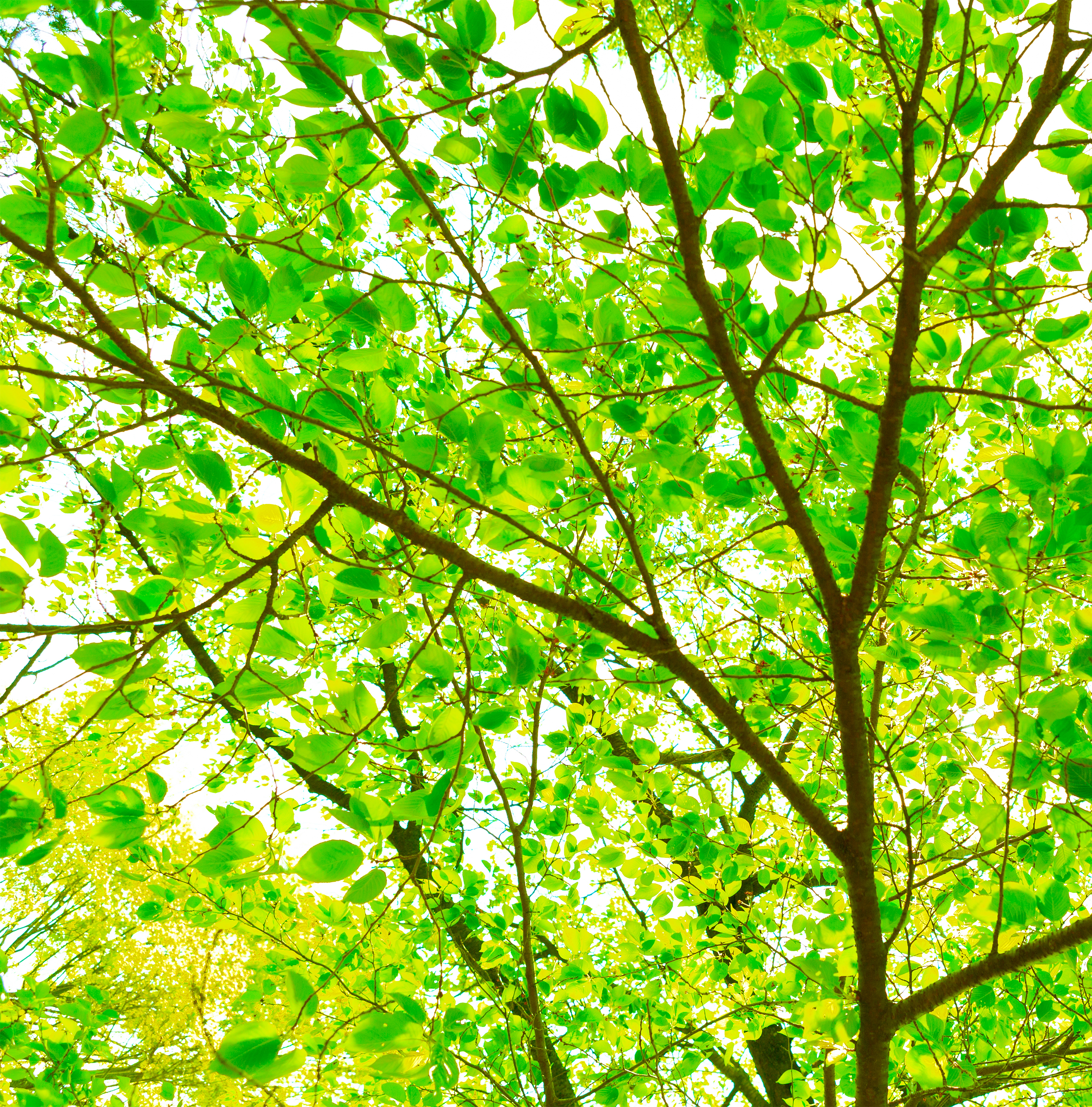 新緑の森林の木漏れ日02 無料の高画質フリー写真素材 イメージズラボ