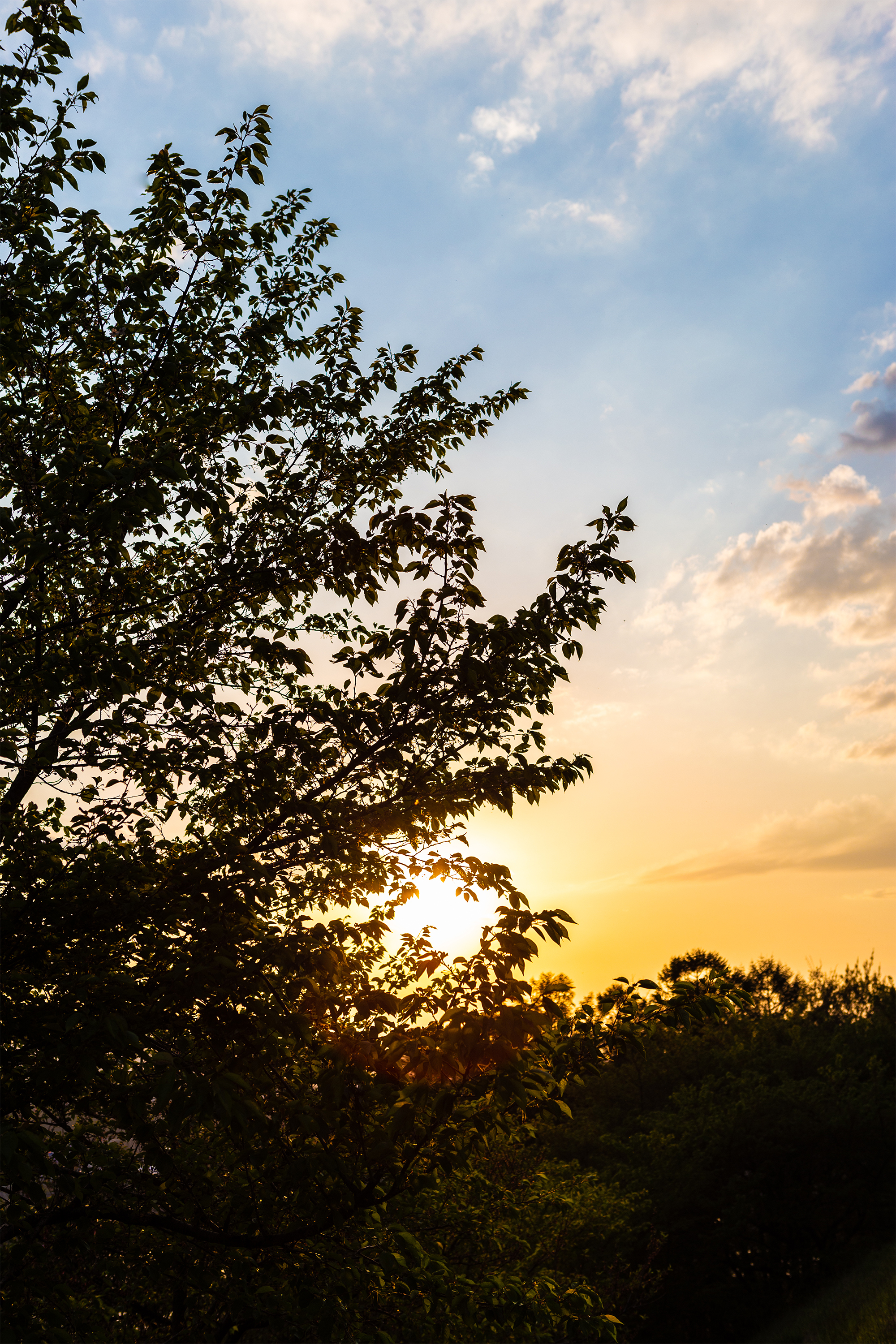 木の陰に沈む夕日 夕焼け 無料の高画質フリー写真素材 イメージズラボ
