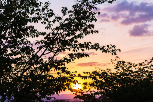 木の陰に沈む夕日（夕焼け）02の写真素材
