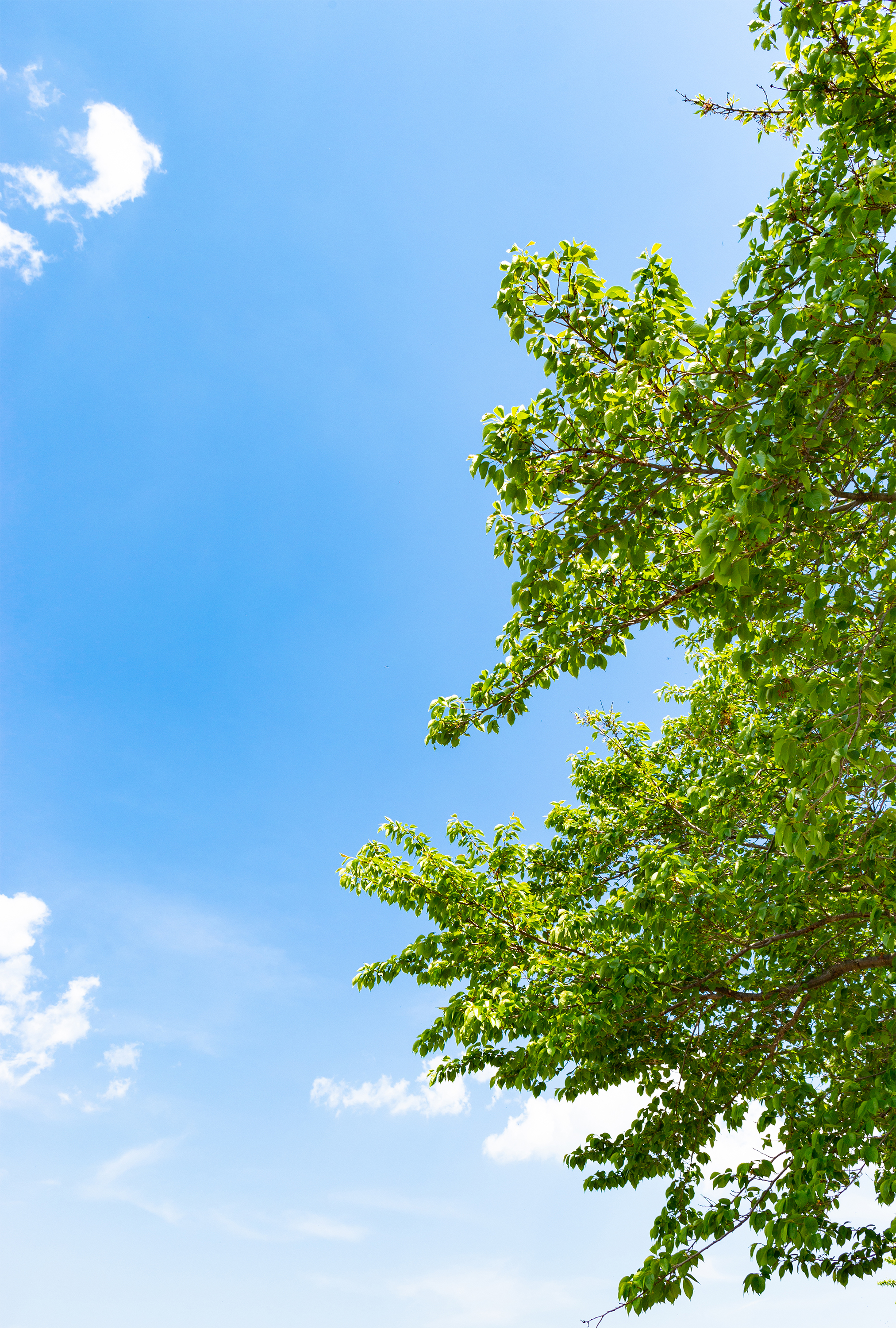 5月の新緑と青空02 無料の高画質フリー写真素材 イメージズラボ