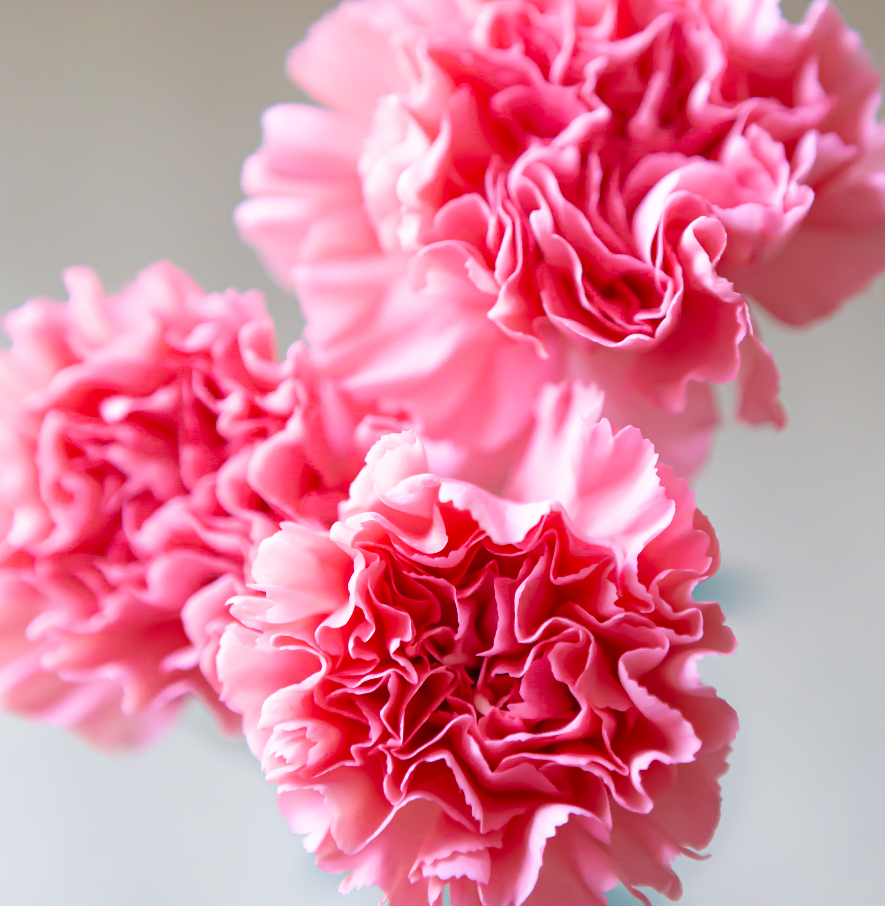 カーネーションの花びら02 無料の高画質フリー写真素材 イメージズラボ