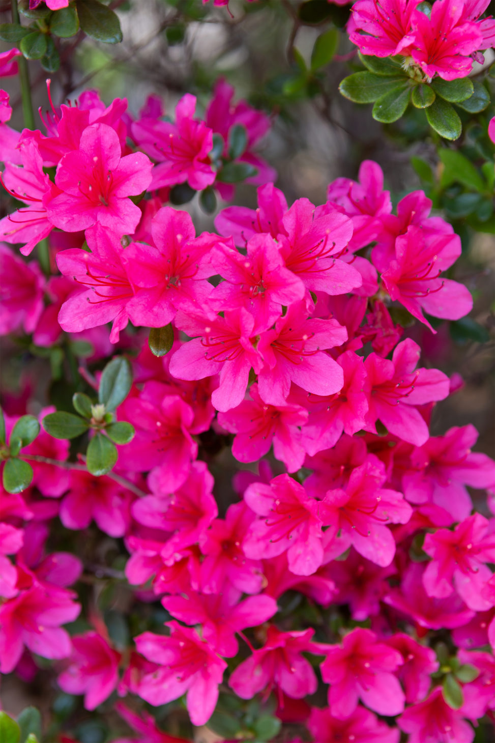 鮮やかなサツキ（皐月）の花の写真素材