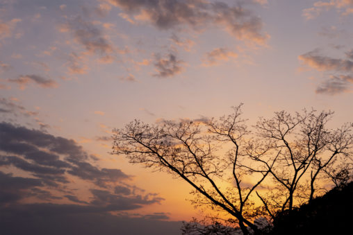 木のシルエットと夕暮れの写真素材