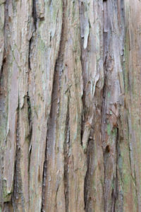 杉の木肌の写真素材
