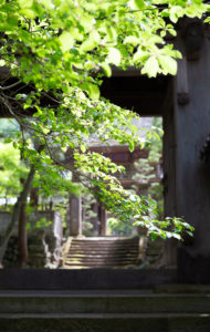 お寺の山門と新緑の写真素材