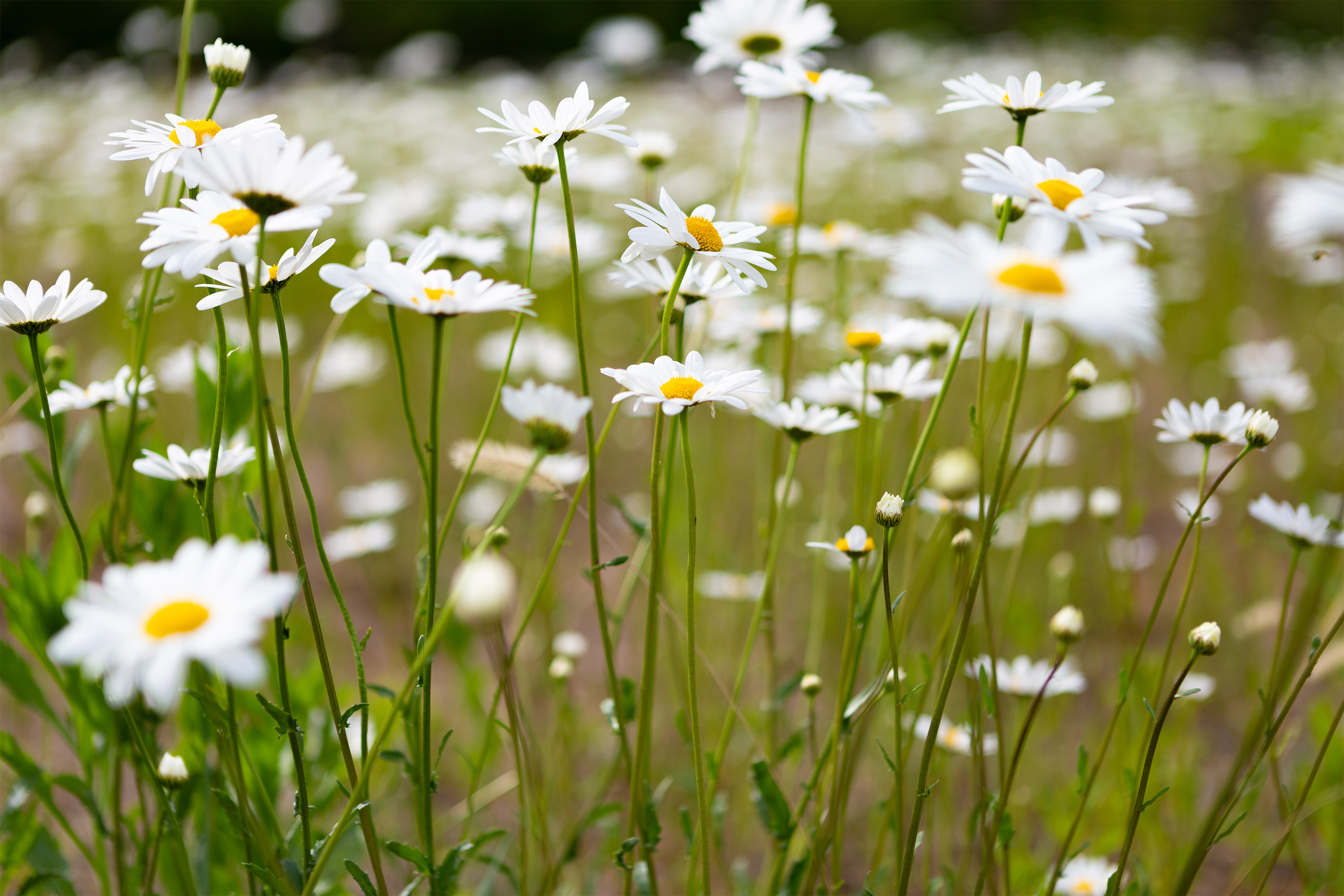 マーガレットの花 無料の高画質フリー写真素材 イメージズラボ