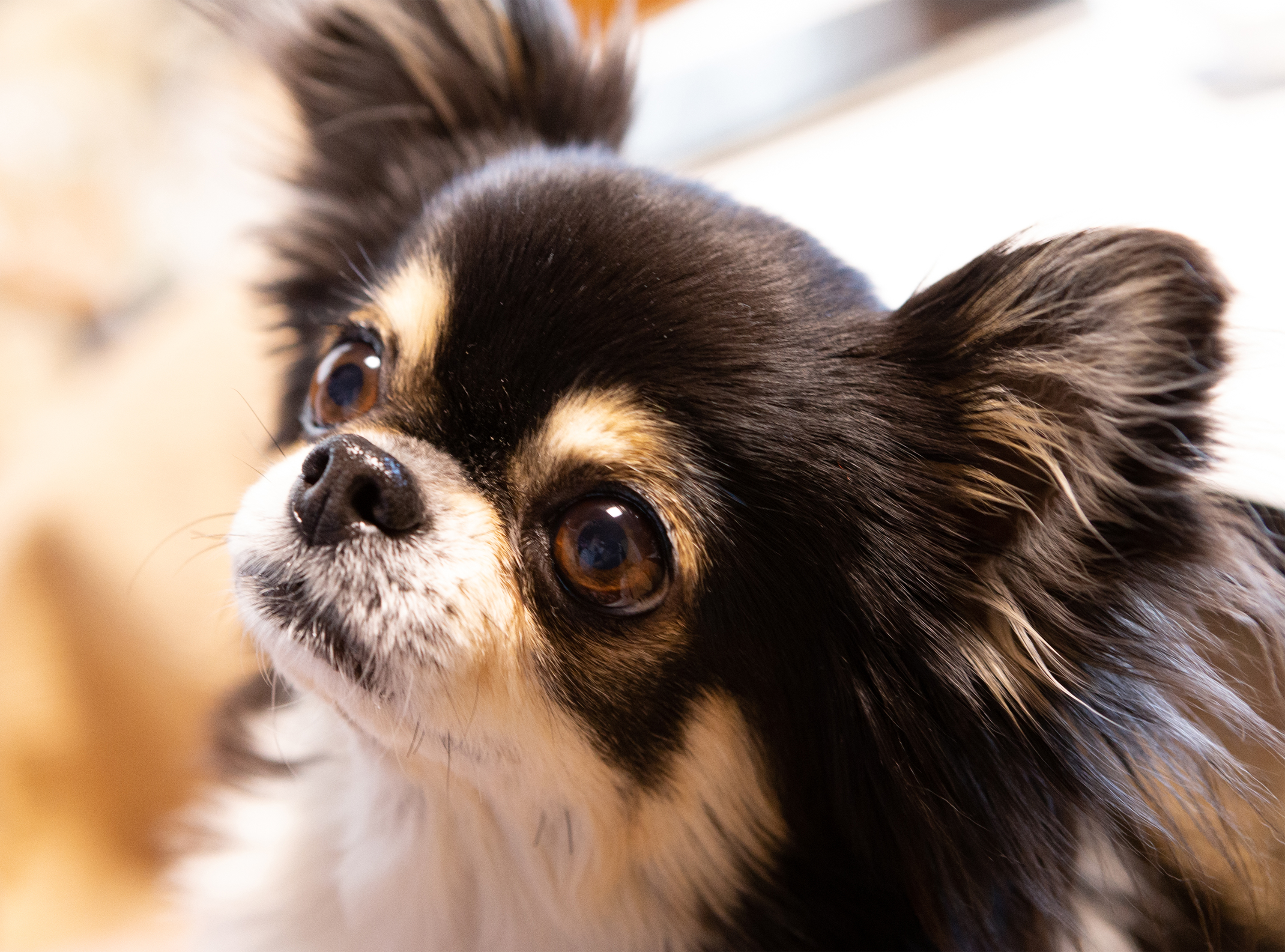 犬 チワワ 無料の高画質フリー写真素材 イメージズラボ
