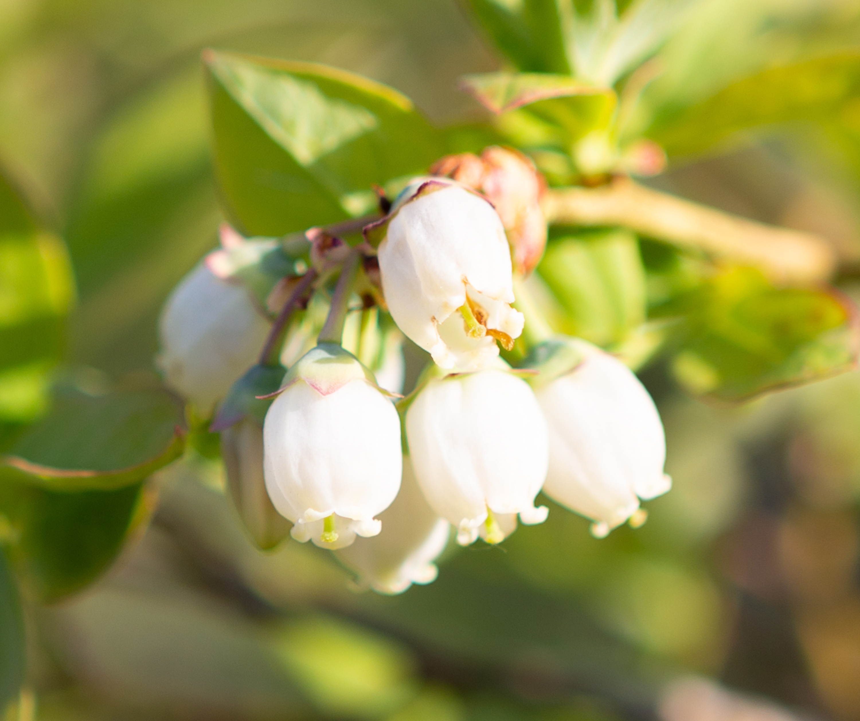 ブルーベリーの花 無料の高画質フリー写真素材 イメージズラボ