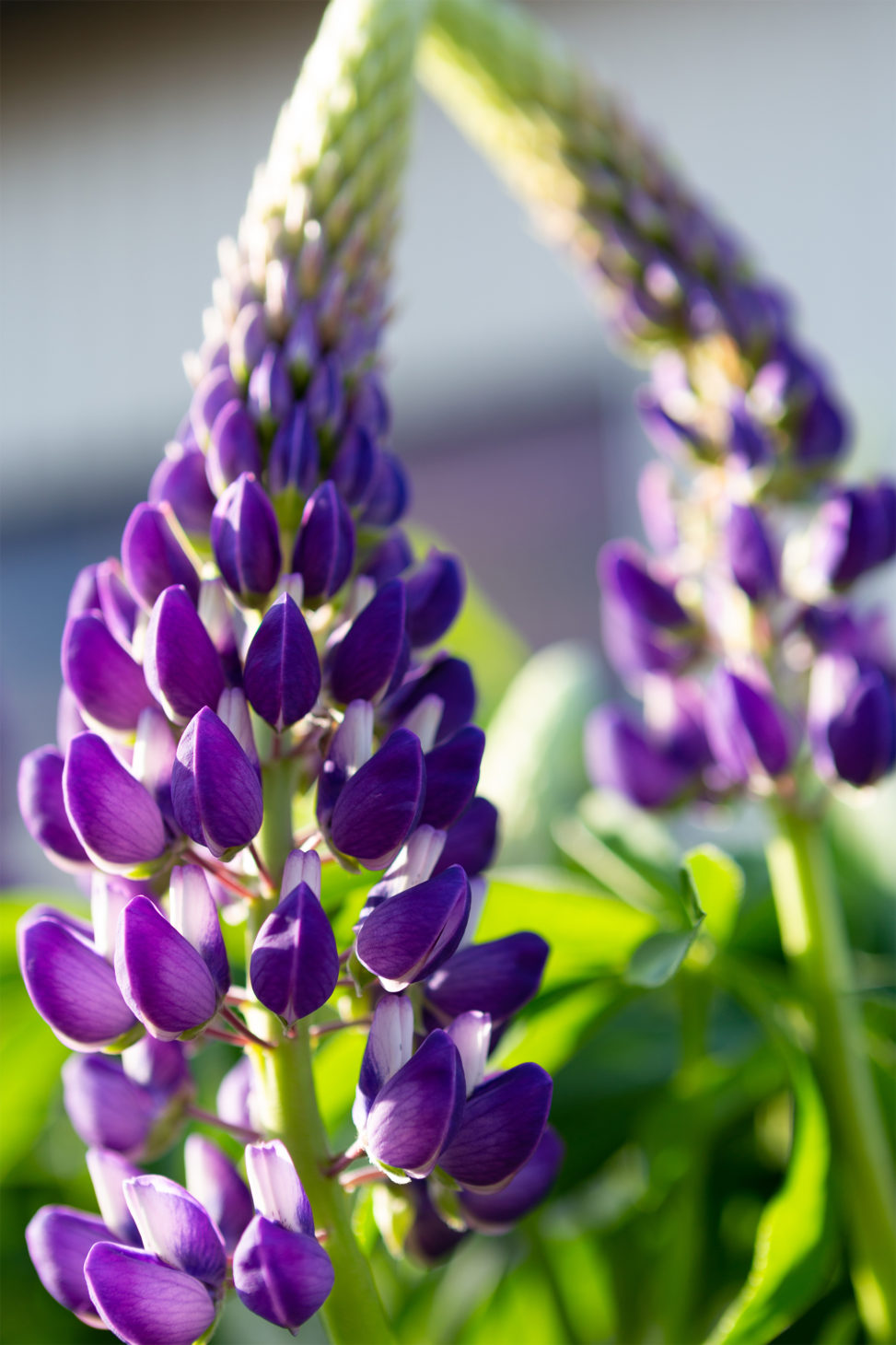 ルピナスの花の写真素材