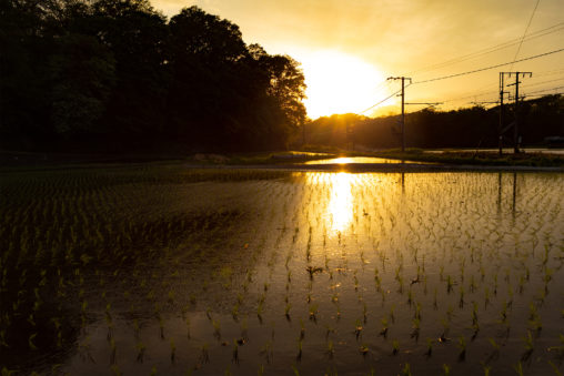水田に反射する夕日（夕焼け）の写真素材