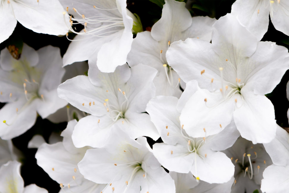 白いツツジの花の写真素材