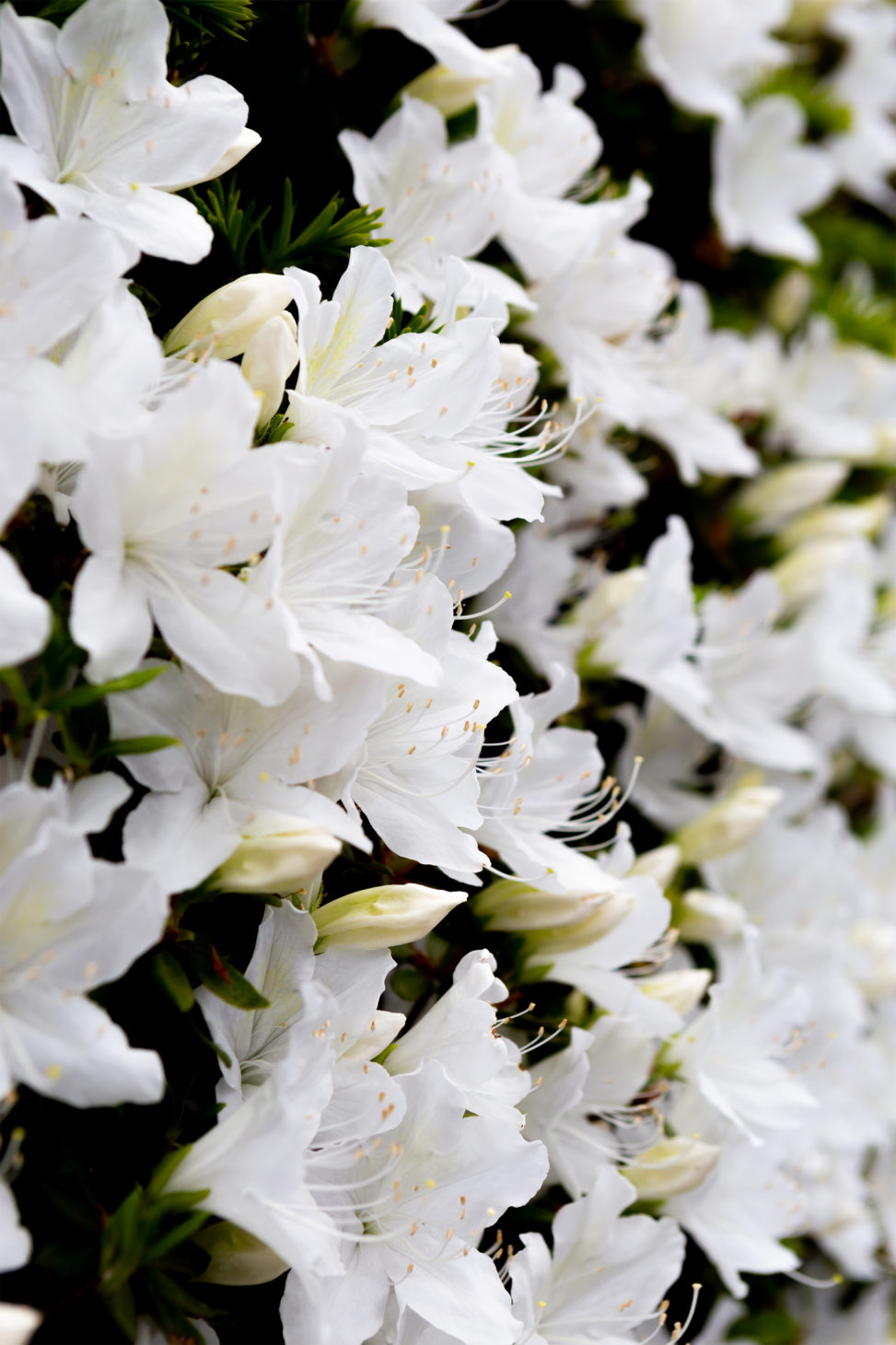 白いツツジの花02の写真素材